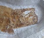 Tharsis dubius (BLAINVILLE 1818) - Bild © FossNet FossilienStore